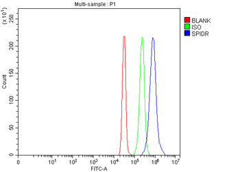 Anti-SPIDR Antibody