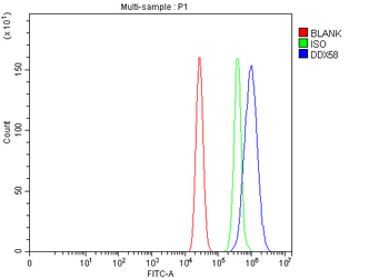 Anti-DDX58/RIG-1 Antibody