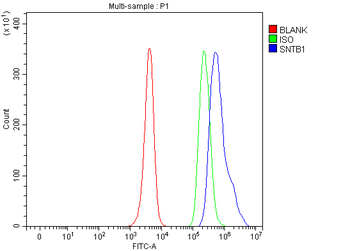 Anti-SNTB1 Antibody