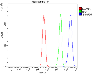 Anti-SNAP25 Antibody