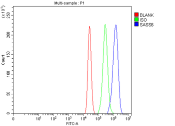 Anti-SASS6 Antibody