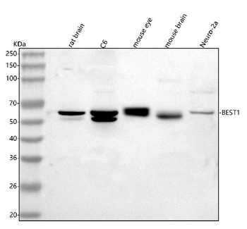 Anti-Bestrophin-1/Best1 Antibody