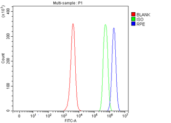 Anti-RPE Antibody