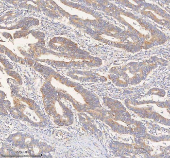 Anti-ERBB4 Antibody