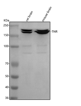 Anti-Tenascin-R/TNR Antibody