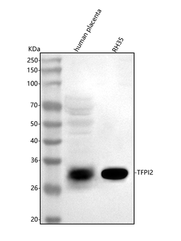 Anti-TFPI2 Antibody
