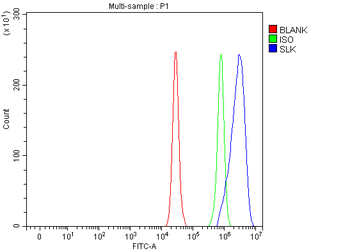 Anti-SLK Antibody