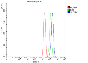 Anti-SLITRK1 Antibody