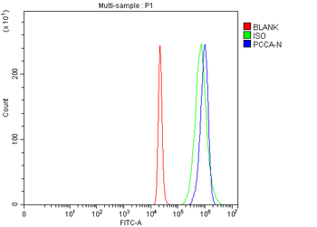 Anti-PCCA Antibody