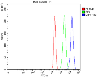 Anti-MIPEP Antibody