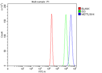 Anti-METTL18 Antibody