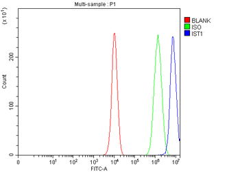 Anti-hIST1/IST1 Antibody
