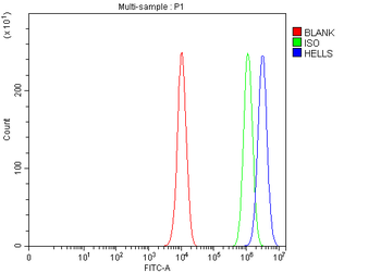 Anti-HELLS Antibody