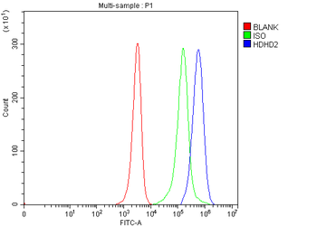 Anti-HDHD2 Antibody