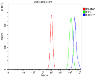 Anti-HDDC2 Antibody