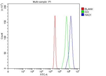 Anti-HAO1 Antibody