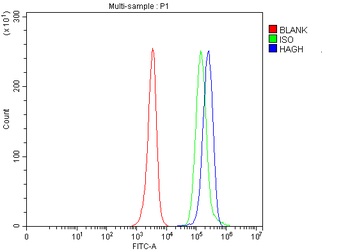 Anti-HAGH Antibody