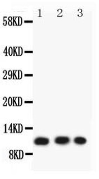 Anti-Eotaxin 3/CCL26 Antibody