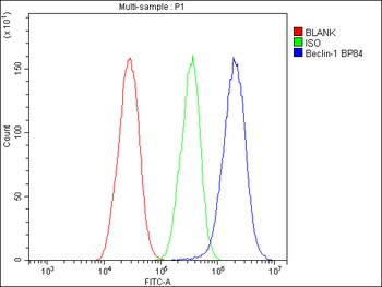 Anti-Beclin 1/BECN1 Antibody