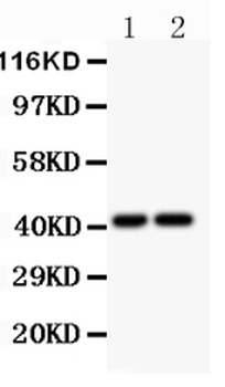CXCR3 Antibody