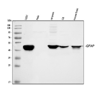 Anti-GFAP Antibody