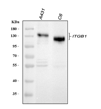 Anti-Integrin beta 1/ITGB1 Antibody
