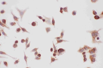 Anti-Hsp90 alpha/HSP90AA1 Antibody