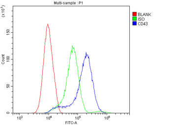 Anti-CD43/SPN Antibody