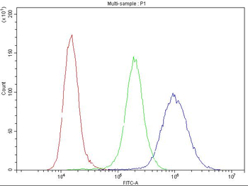 Anti-Cyclin B1/CCNB1 Antibody