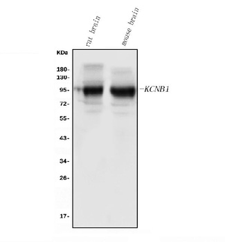Kv2.1/KCNB1 Antibody