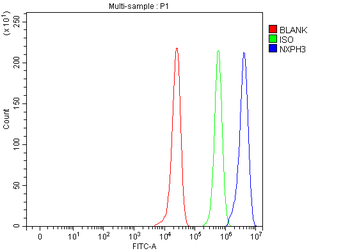 Anti-NXPH3 Antibody