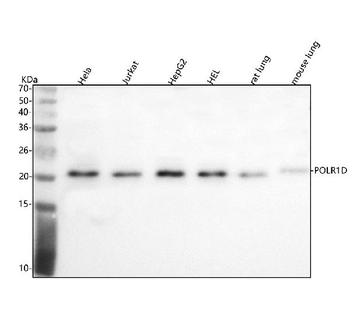 Anti-POLR1D Antibody