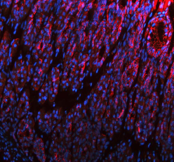 Anti-E-cadherin/Cdh1 Antibody