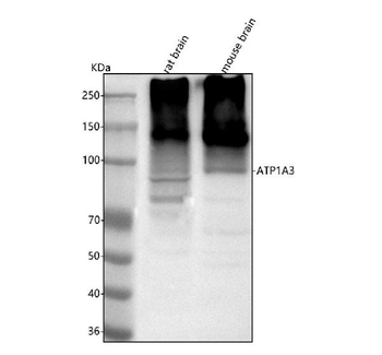 Anti-ATP1A3 Antibody