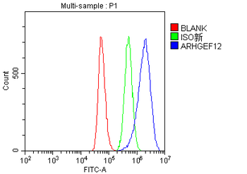 Anti-LARG/ARHGEF12 Antibody