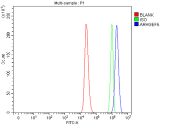 Anti-ARHGEF5 Antibody