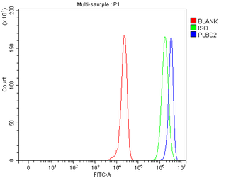 Anti-PLBD2 Antibody
