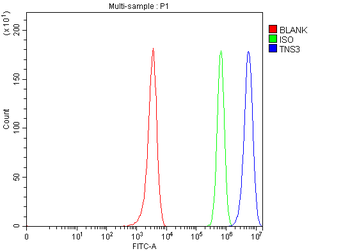 Anti-TNS3 Antibody