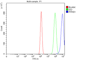 Anti-PITHD1 Antibody