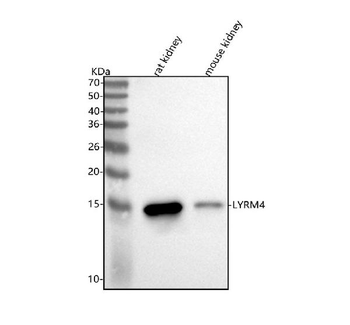 Anti-LYRM4 Antibody