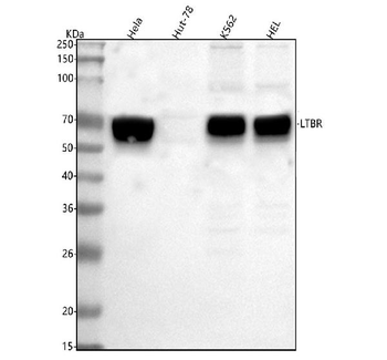 Anti-LTBR Antibody