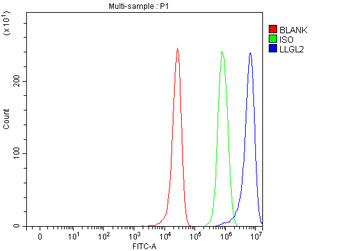 Anti-LLGL2 Antibody