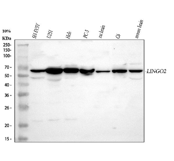 Anti-LINGO2 Antibody