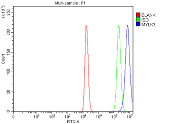 Anti-MYLK3 Antibody