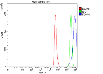 Anti-FOXM1 Antibody