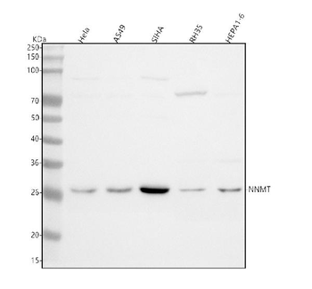 Anti-NNMT Antibody