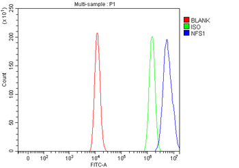Anti-NFS1 Antibody