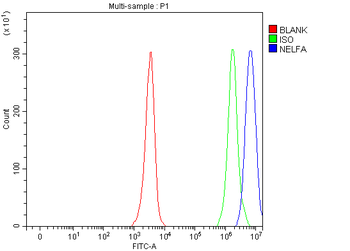 Anti-NELFA Antibody