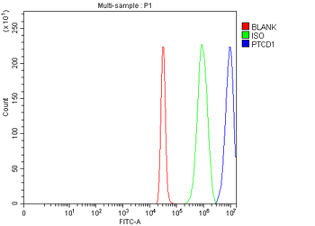 Anti-PTCD1 Antibody