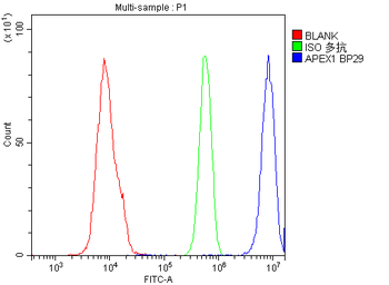 Anti-APE1/APEX1 Antibody